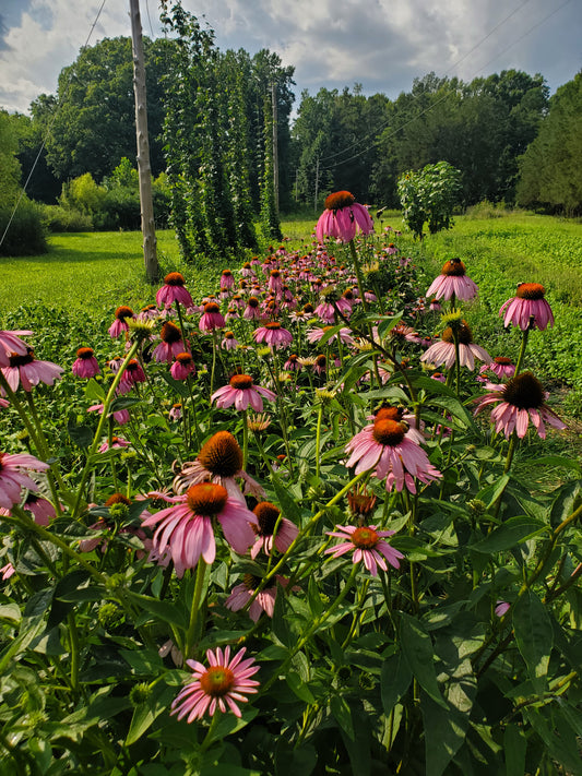 Benefits of Growing Your Own Vegetables, Fruits and Medicinal Herbs