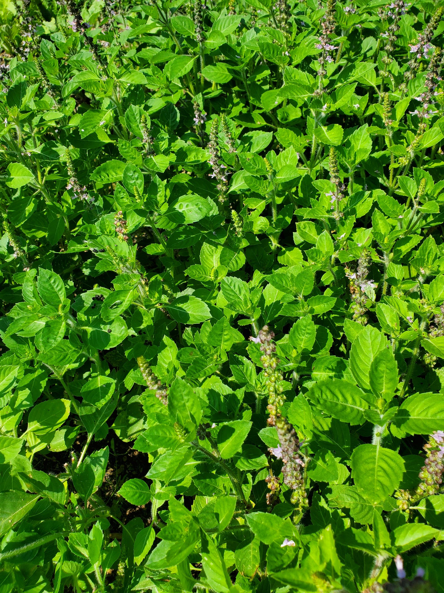 Fresh Tulsi Basil (Ocimum tenuiflorum)