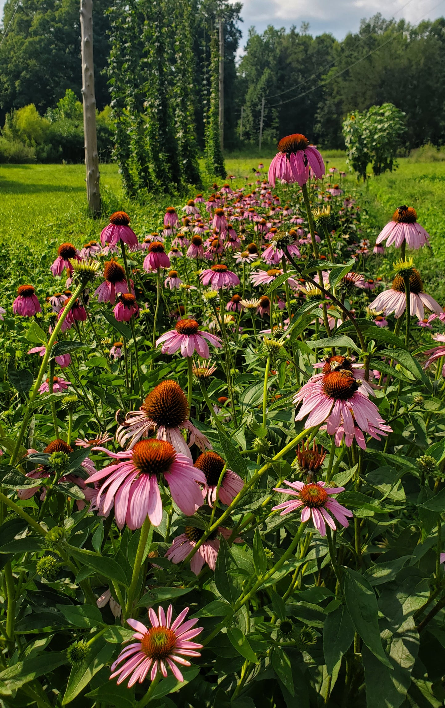 Fall Herb Class: October 18, 2025
