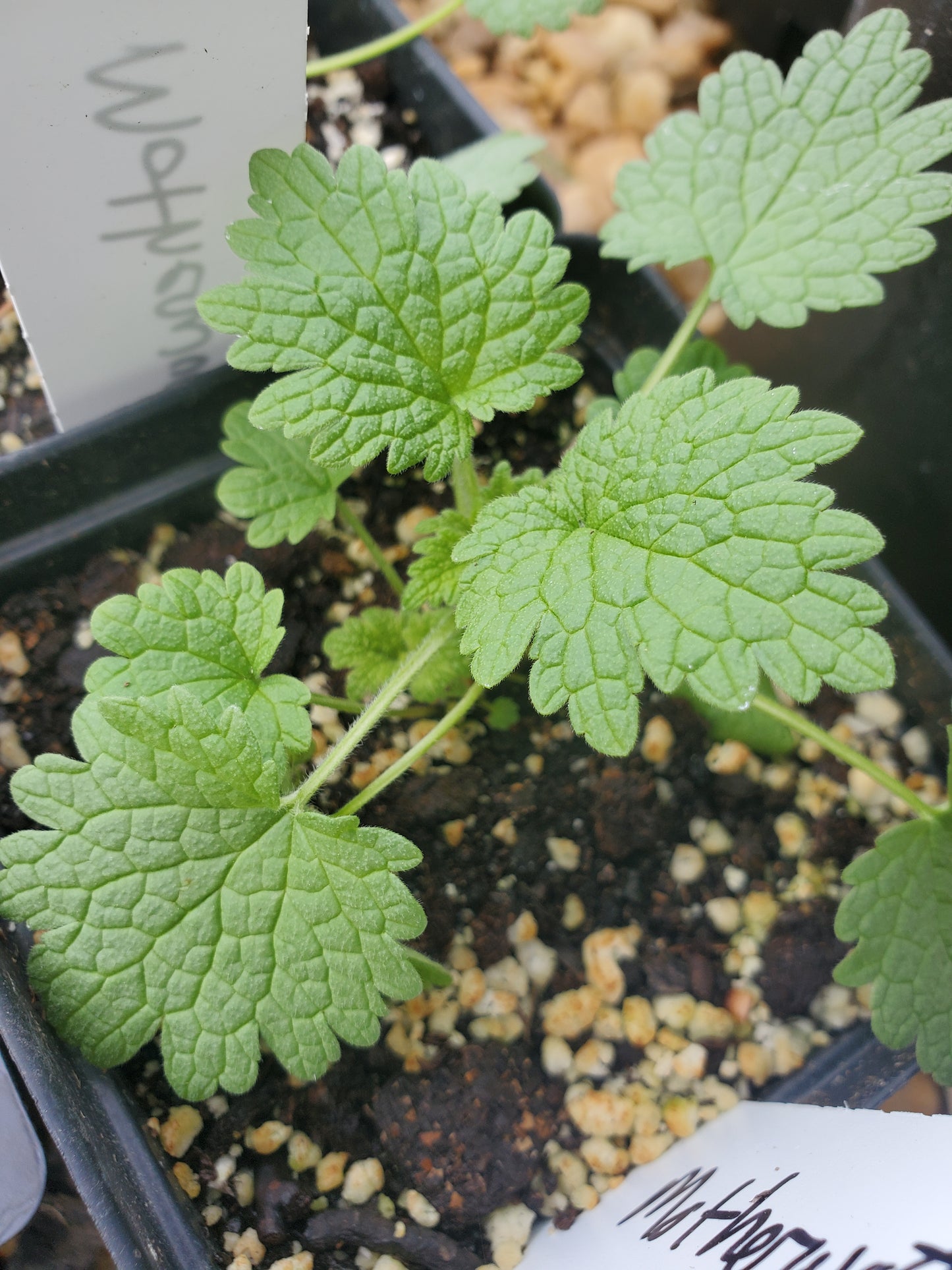 Herb Propagation and Seed Starting Workshop