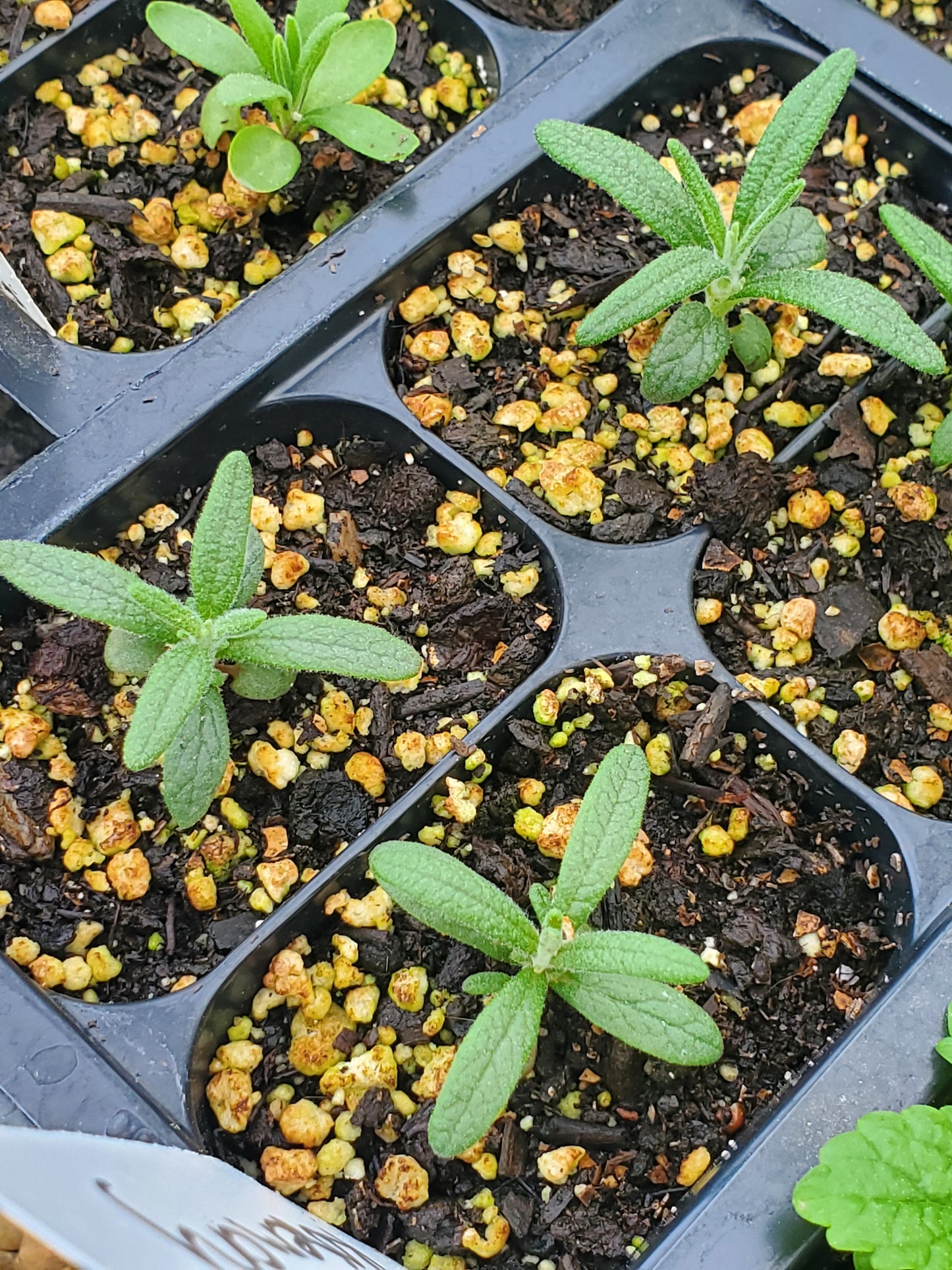 Herb Propagation and Seed Starting Workshop