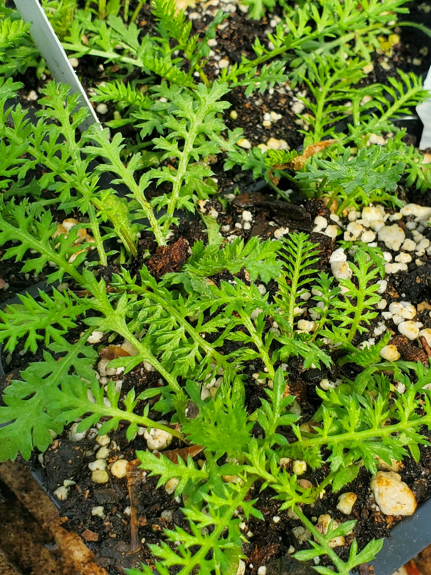 Herb Propagation and Seed Starting Workshop