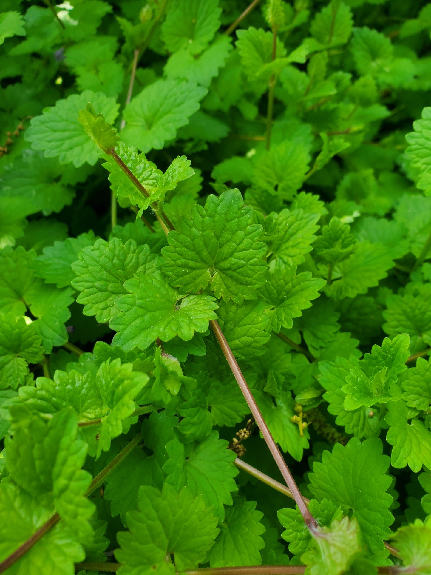 Fresh Ground Ivy (Glechoma hederacea)