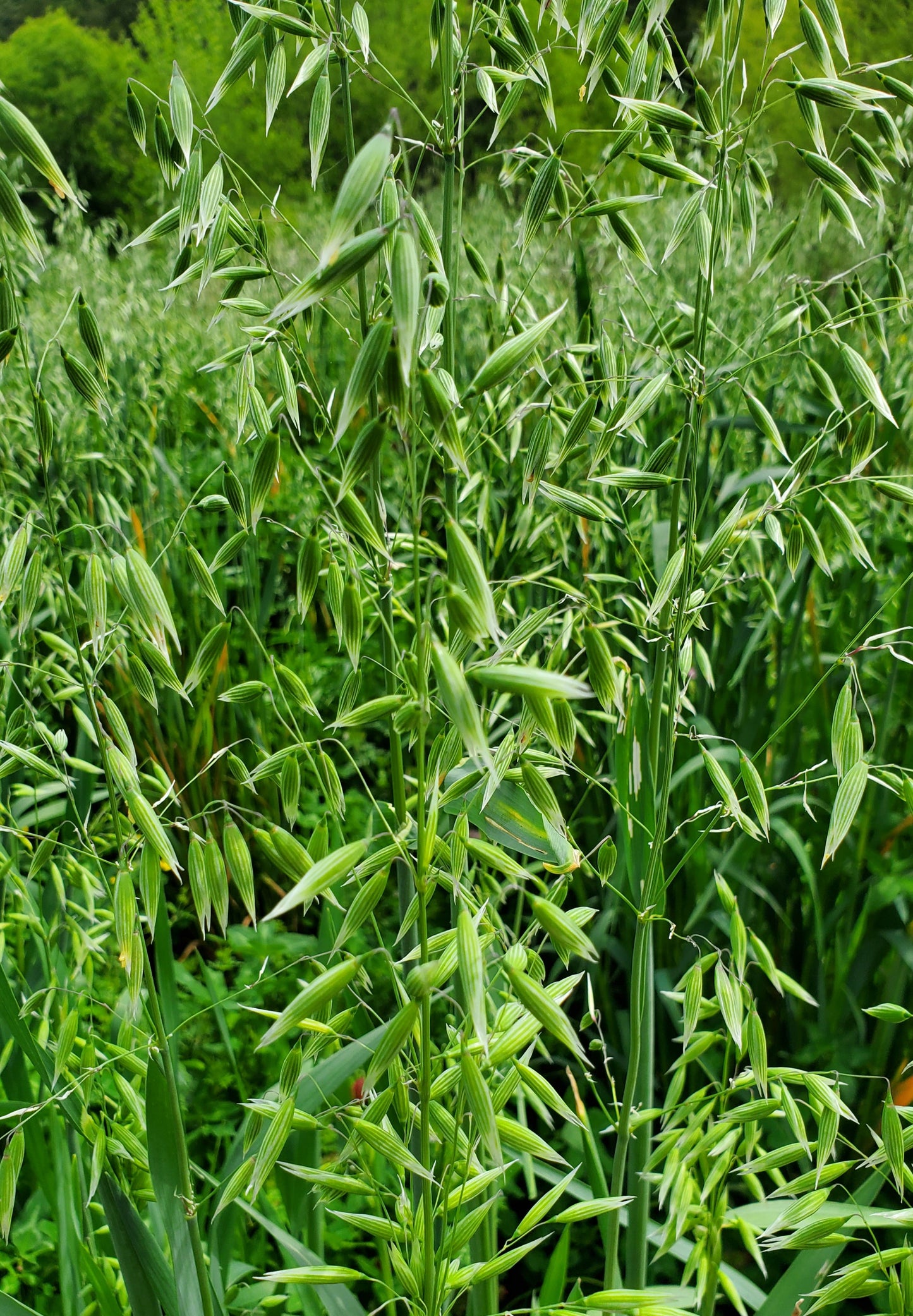 Fresh Milky Oat Tops (Avena sativa)