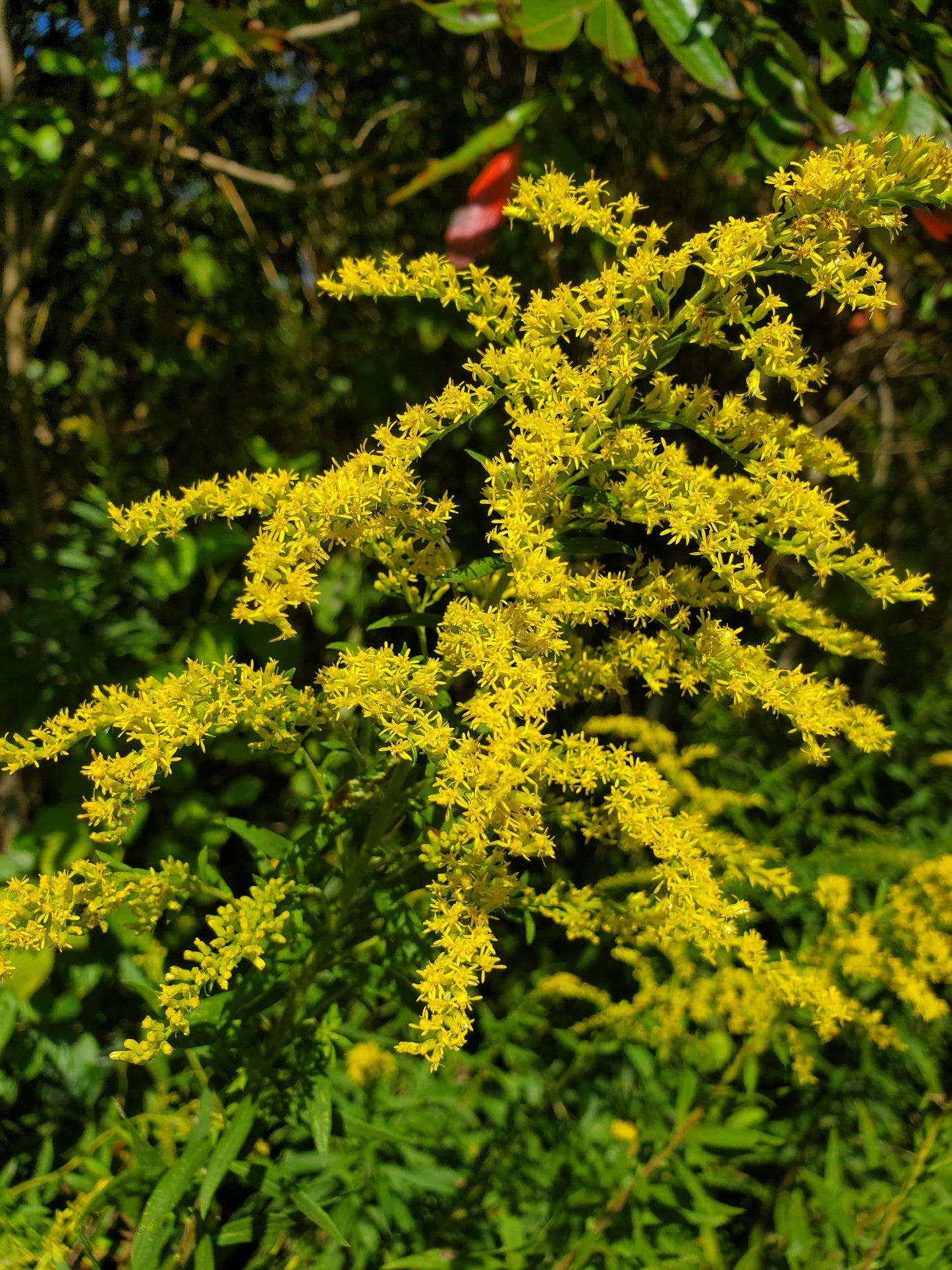 Goldenrod (Solidago spp)