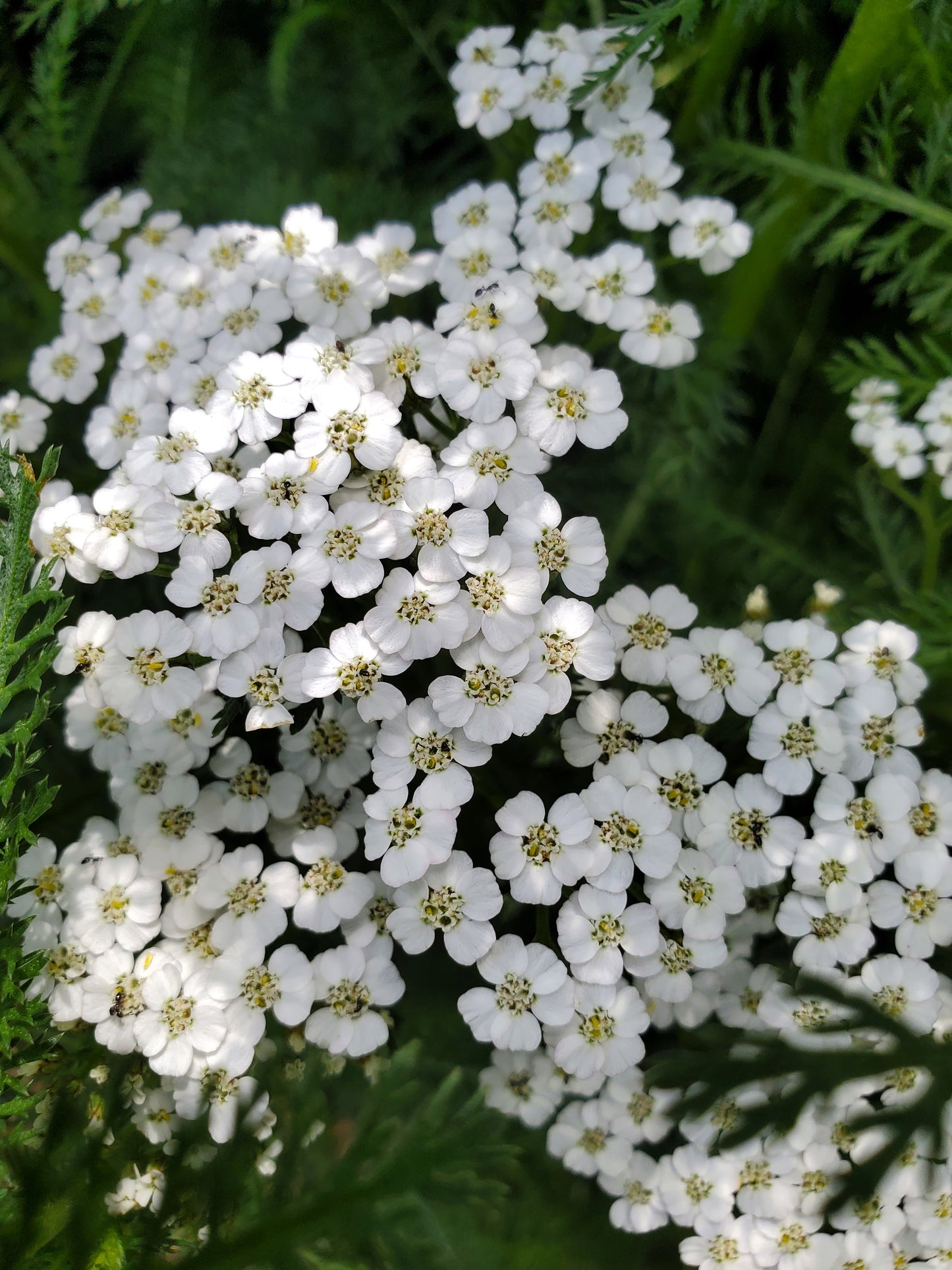 Herb Propagation and Seed Starting Workshop