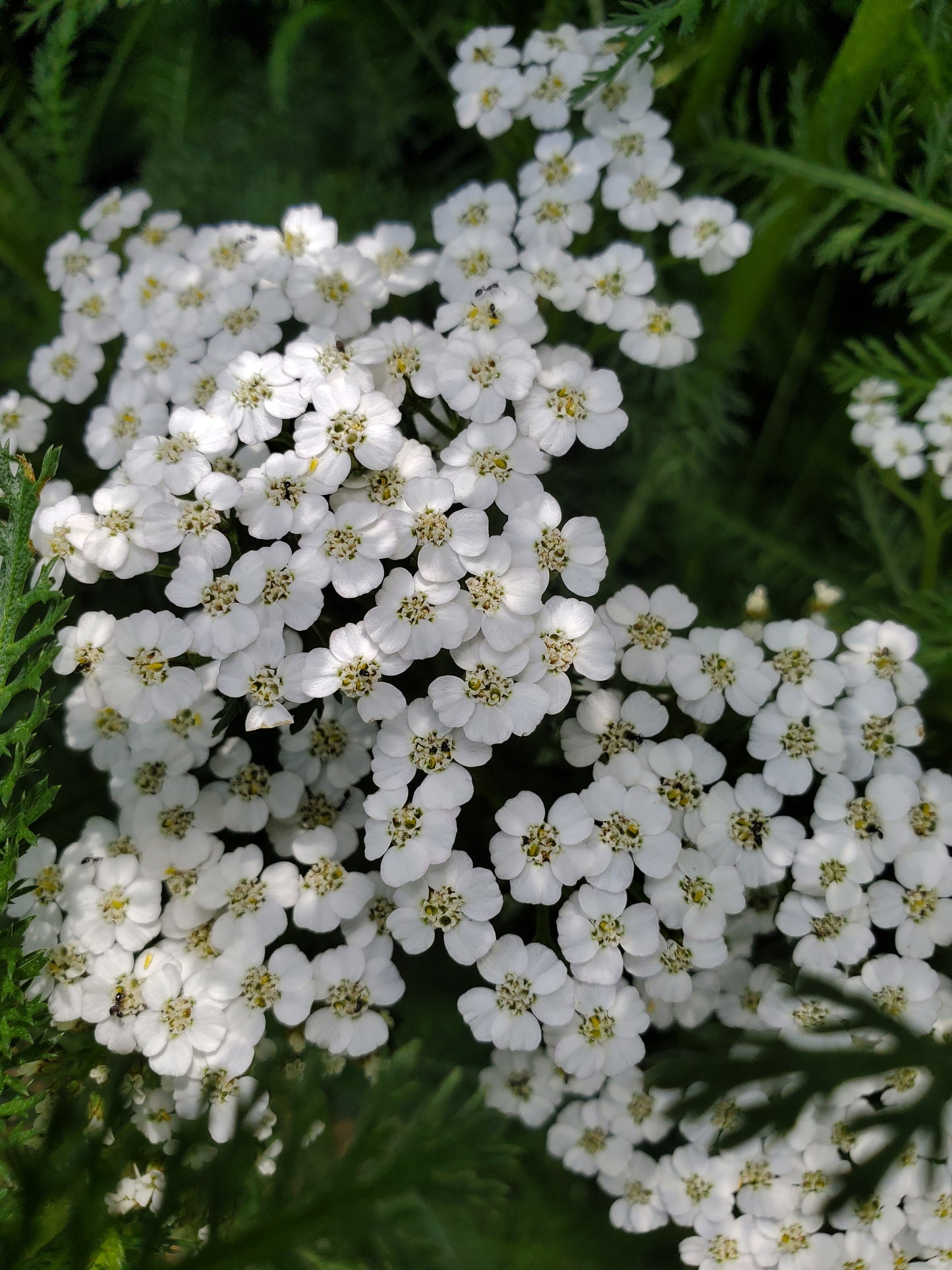 Yarrow Tincture