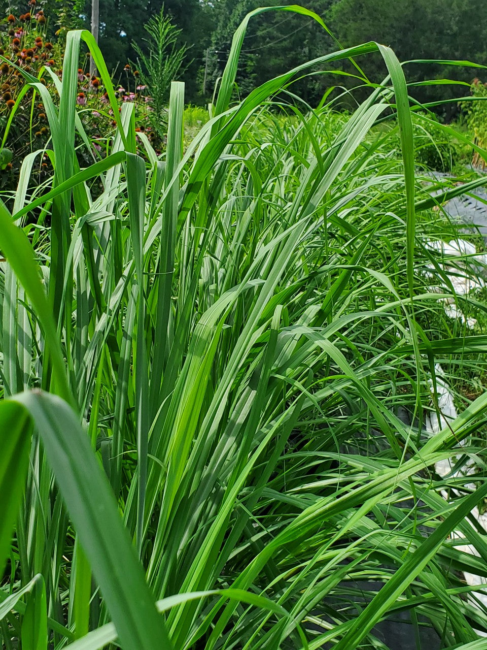 Lemongrass (Cymbopogon flexuosus)