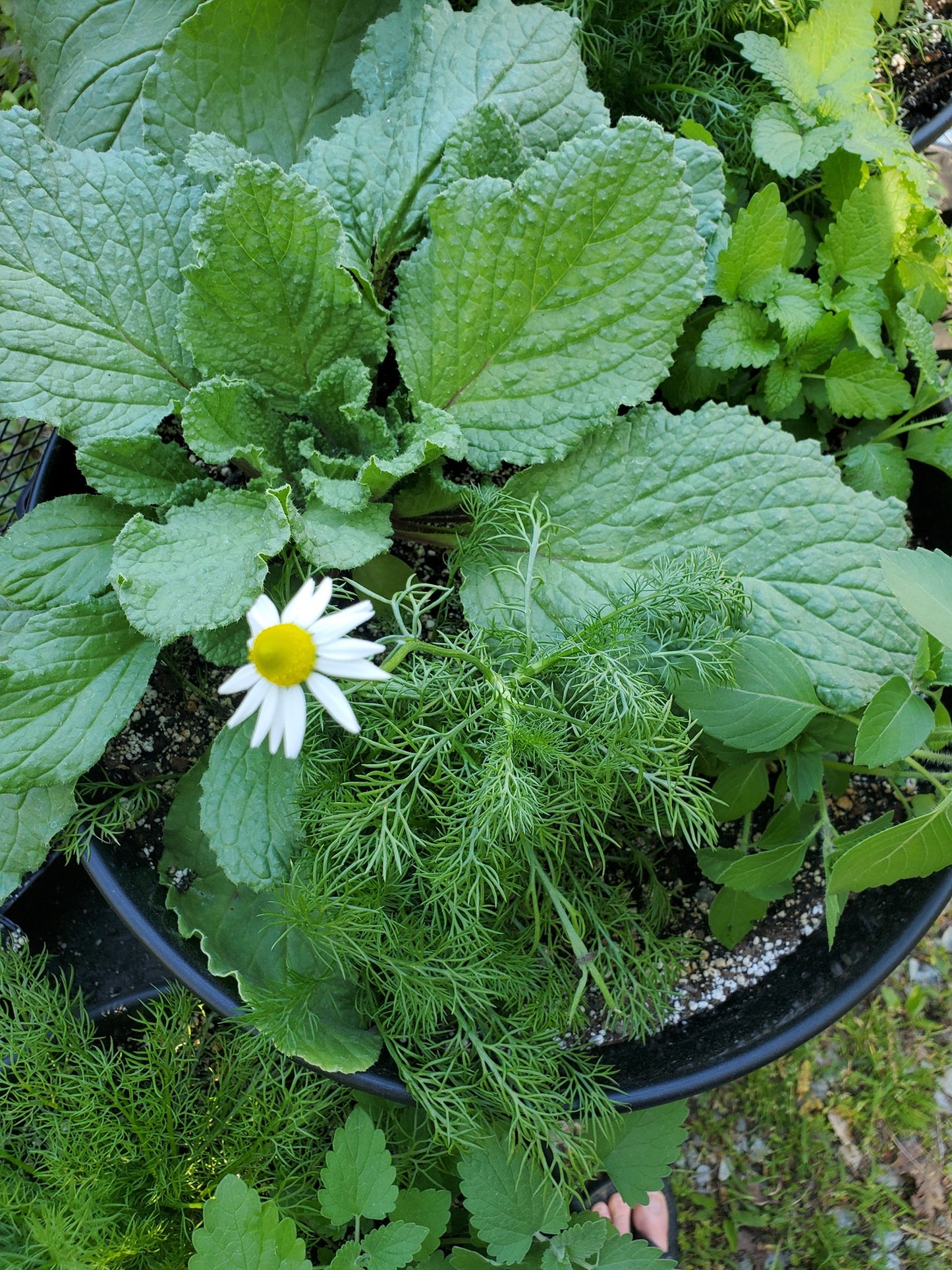 Mother's Day Tea Pot Planter Class