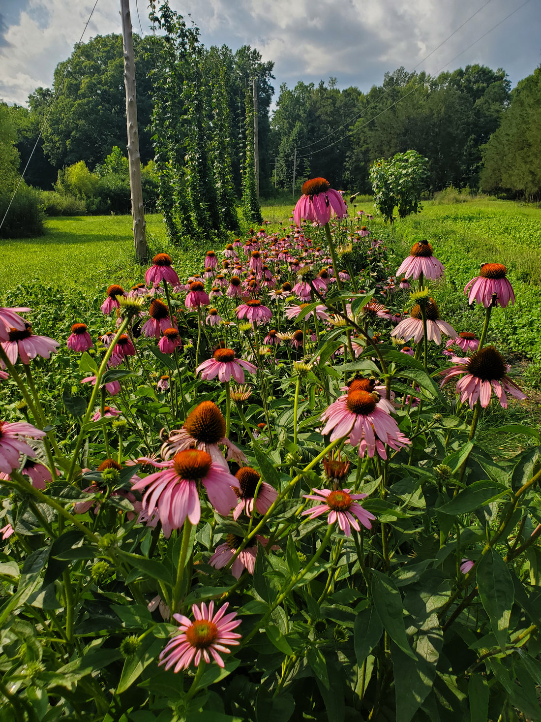 Benefits of Growing Your Own Vegetables, Fruits and Medicinal Herbs
