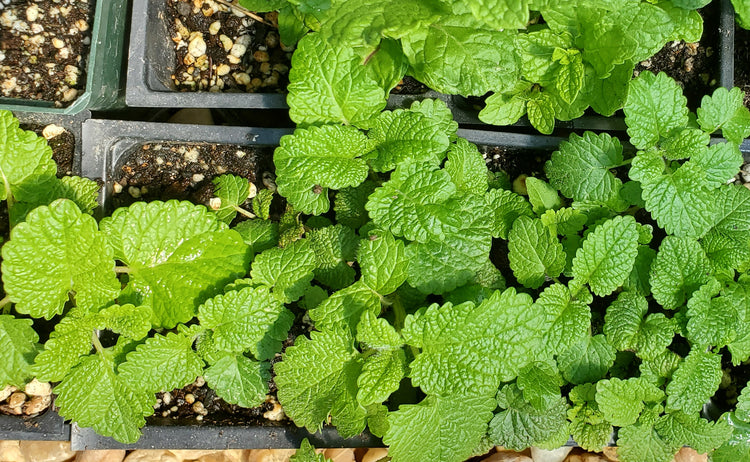 Seedlings
