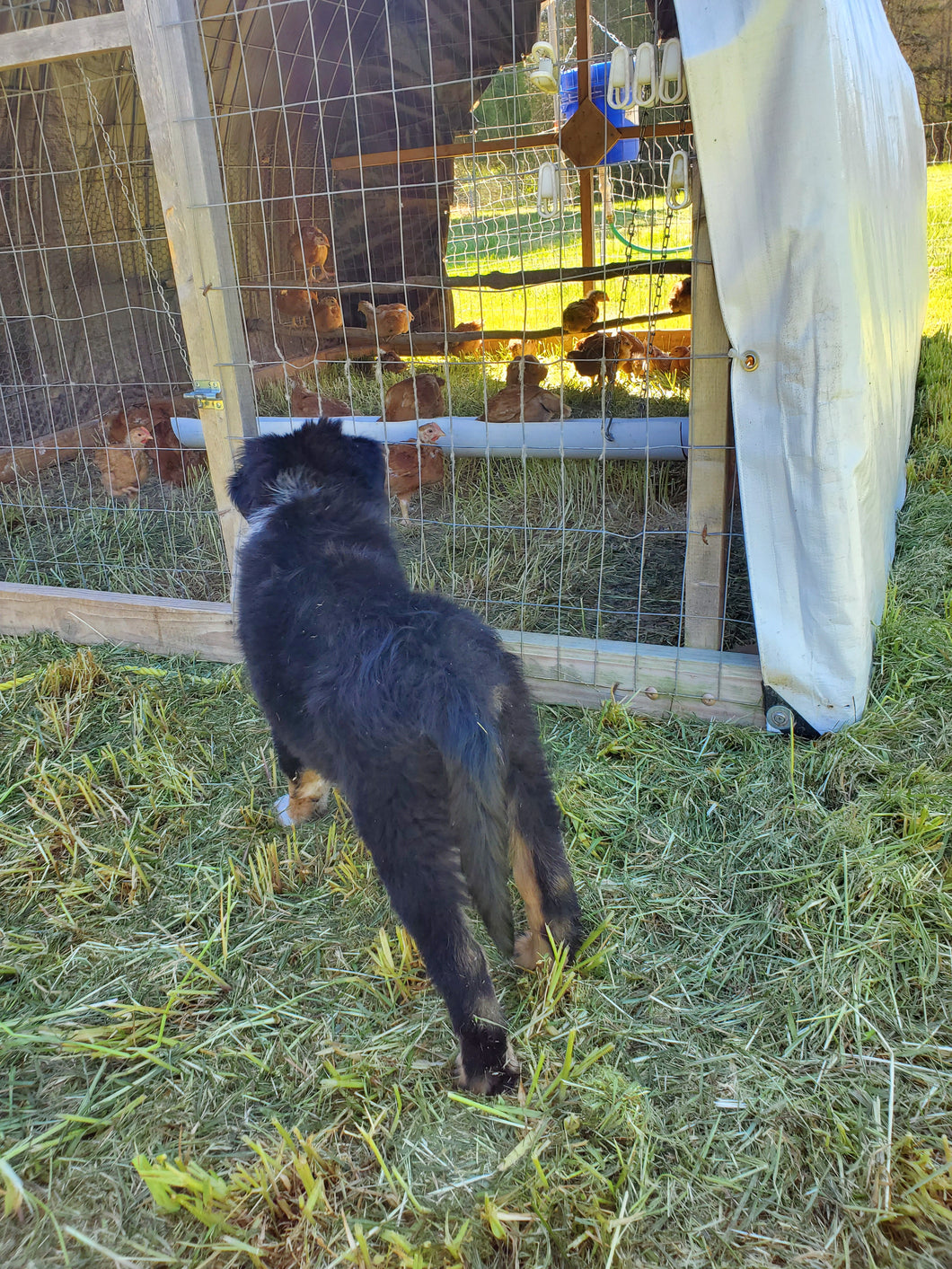 Raising Meat Chickens on Pasture Workshop