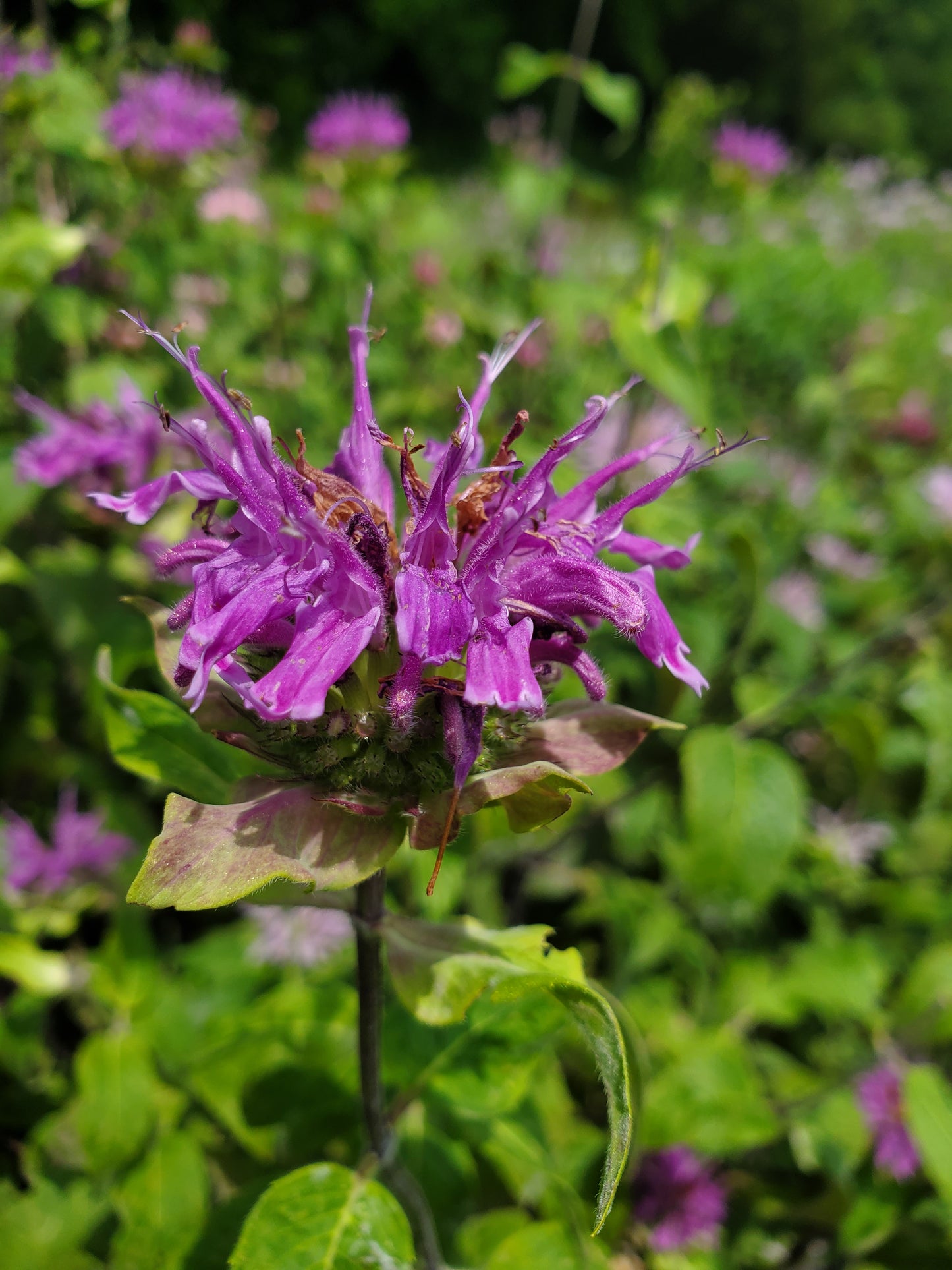 Summer Herb Class: June 21, 2025