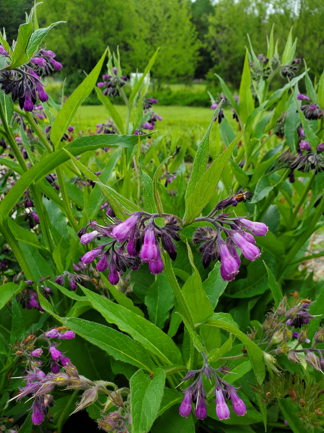 Fresh Comfrey Leaves