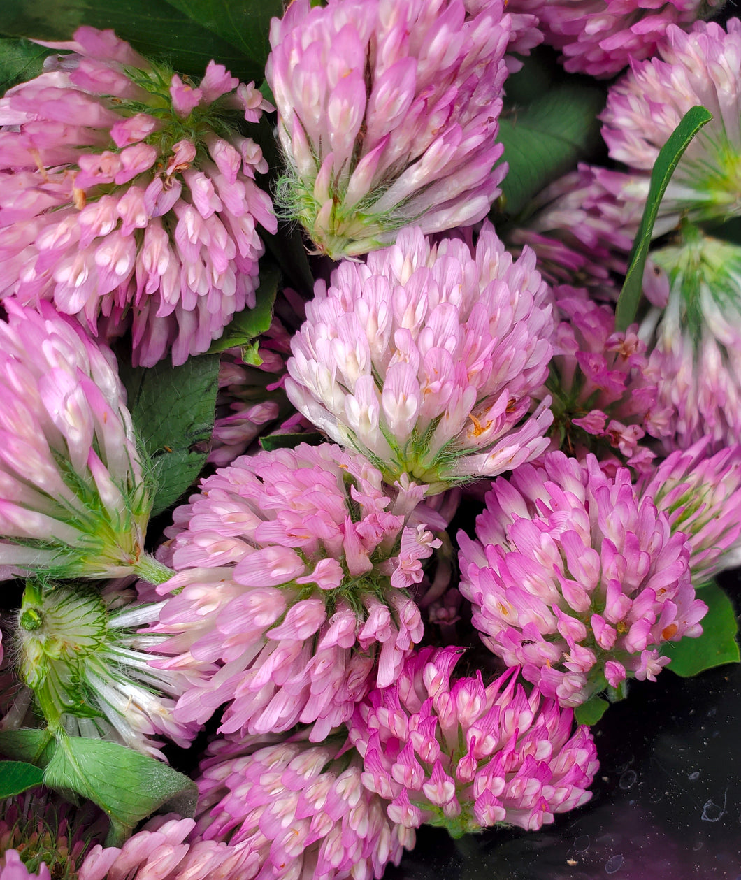 Red Clover (Trifolium pratense)