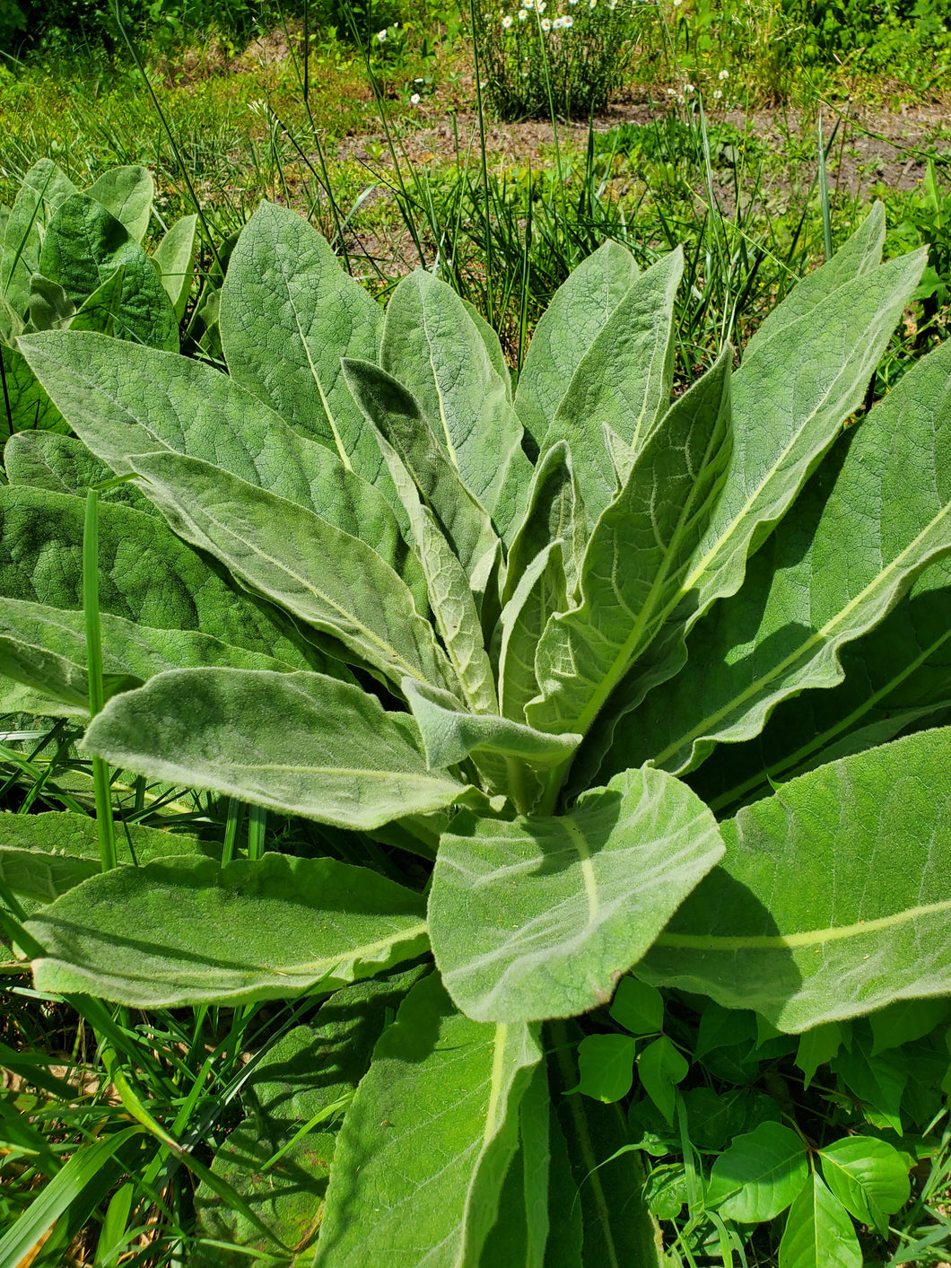 Fresh Mullein Leaf