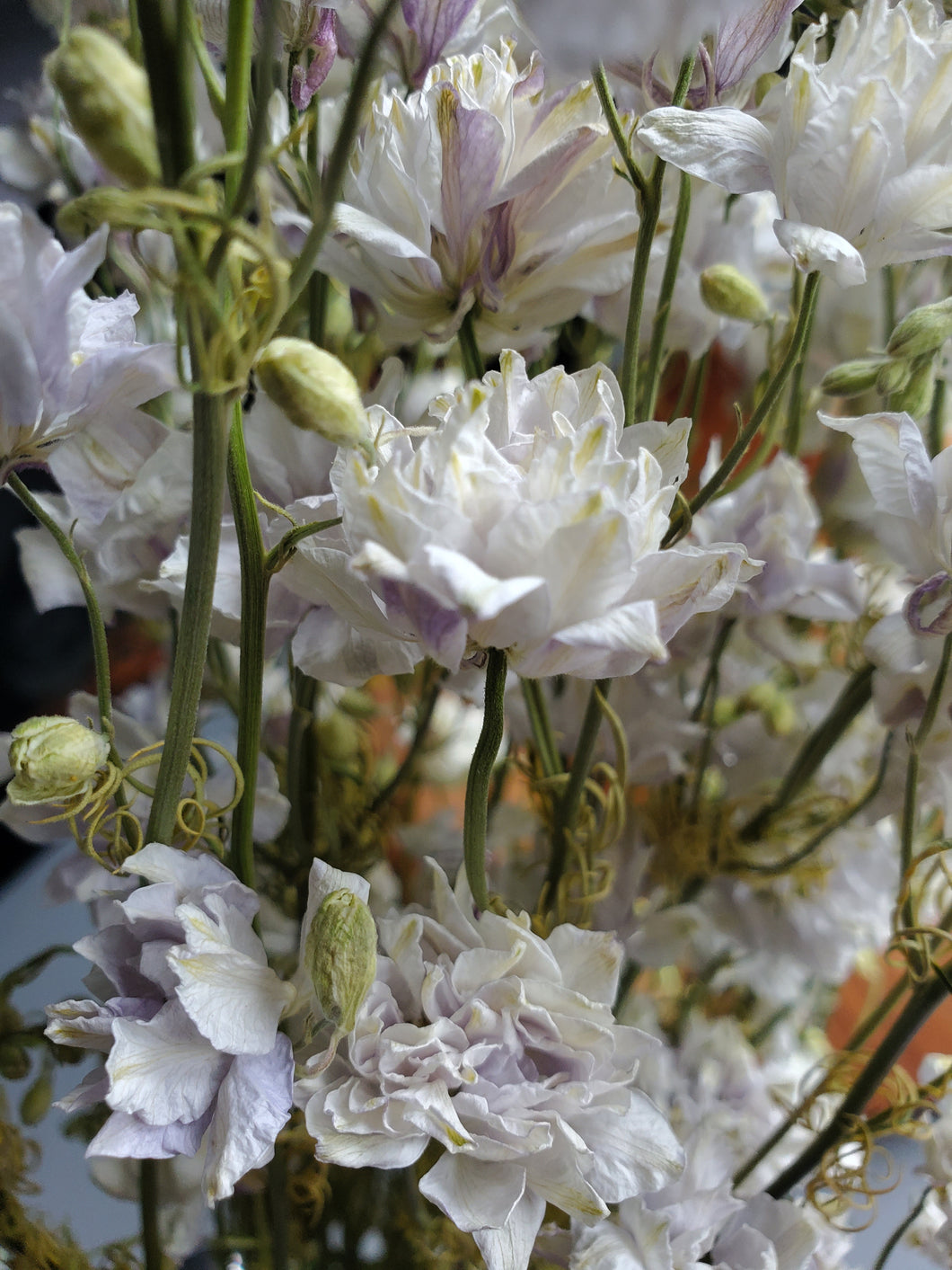 Dried Larkspur