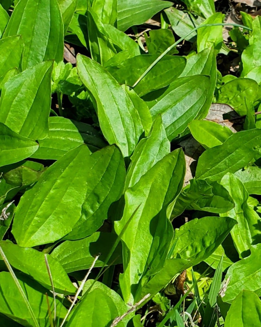 Fresh Plantain Leaves