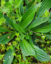Load image into Gallery viewer, Fresh Plantain Leaves

