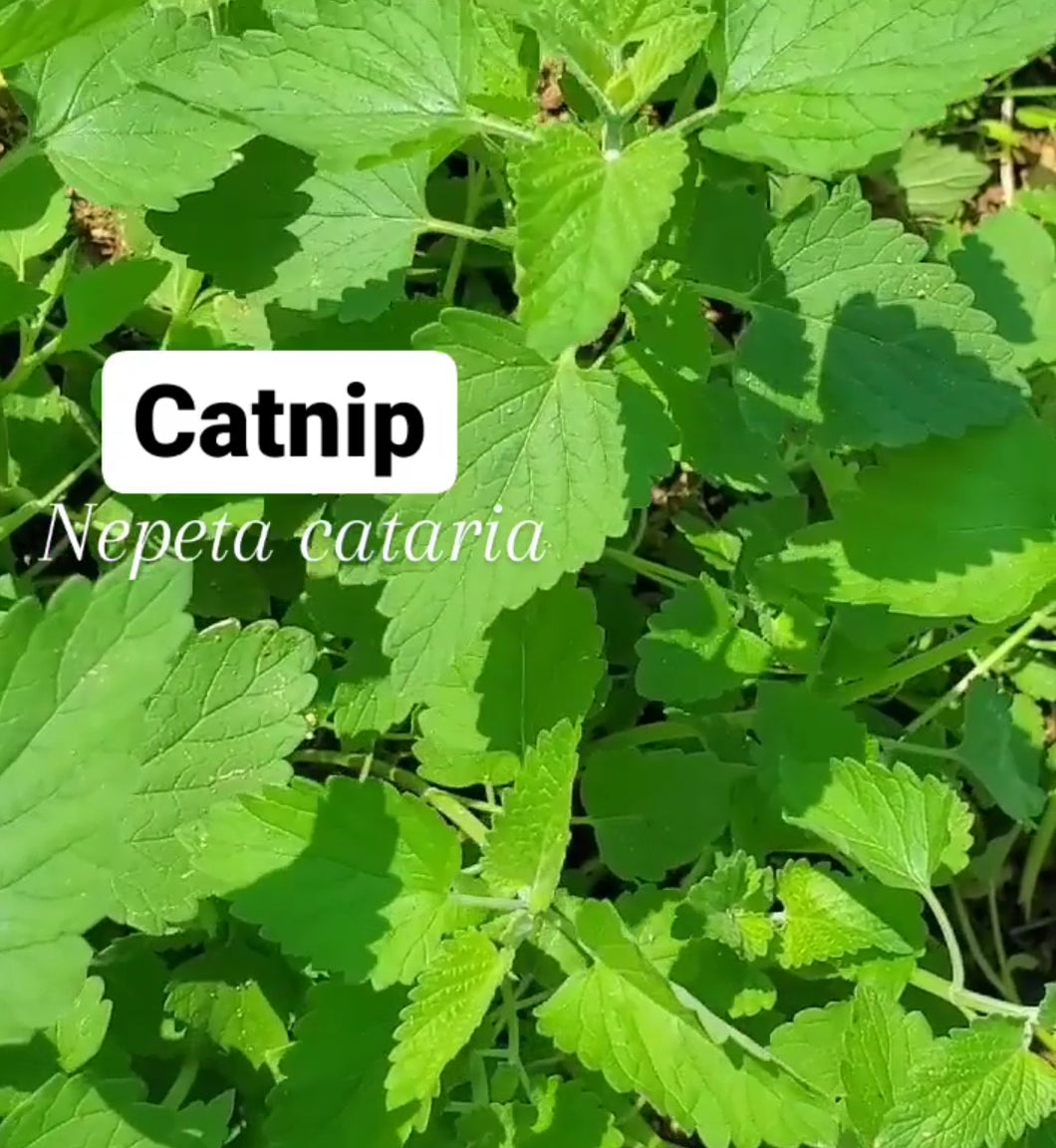 Fresh Catnip