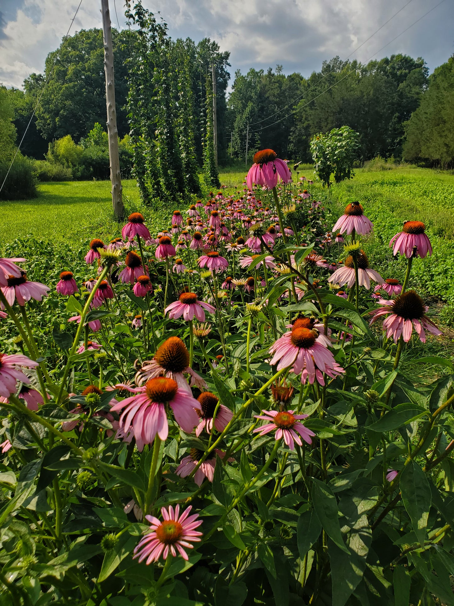 Summer Herb Class: June 27, 2026
