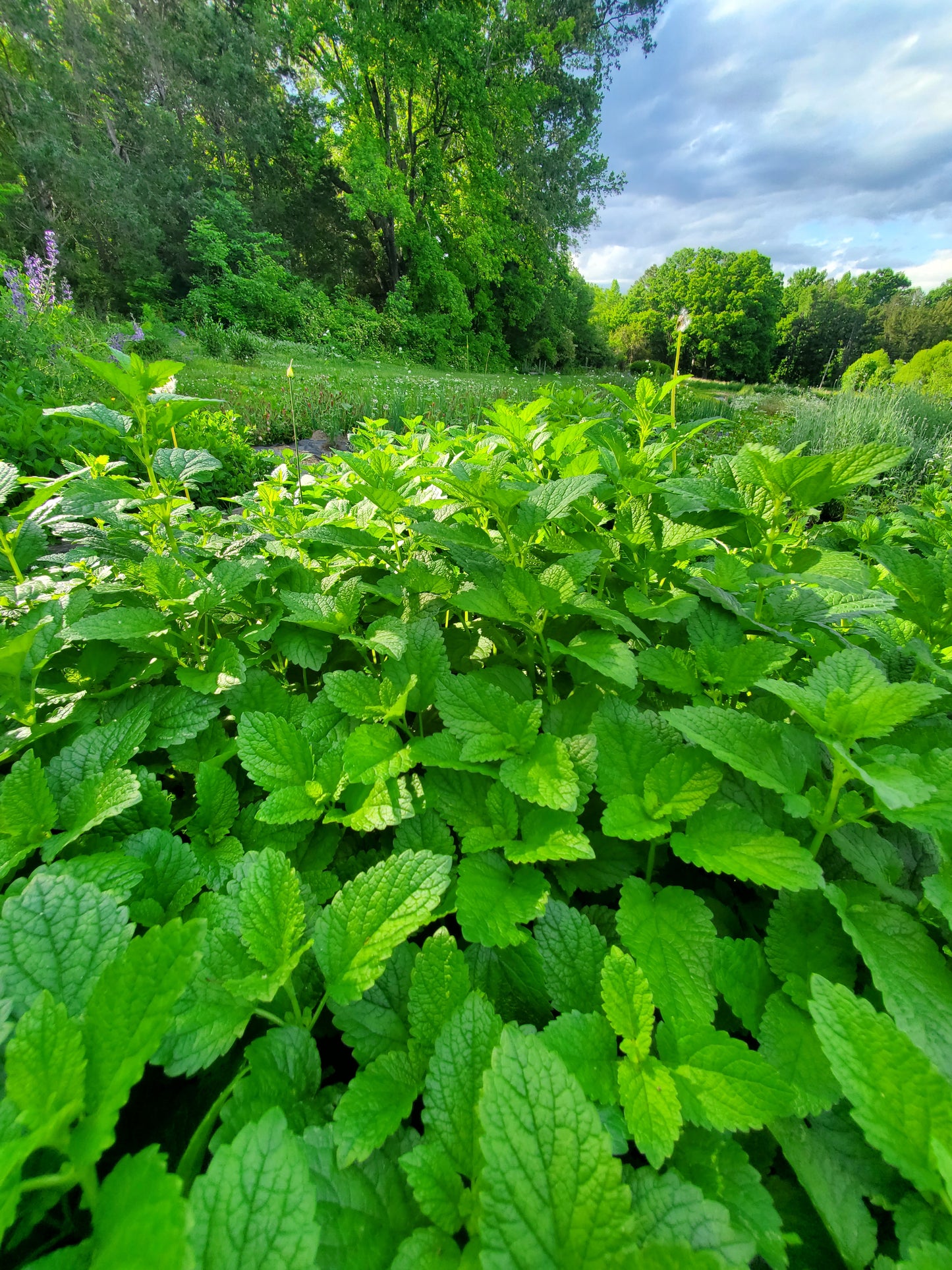 Rooted and Restored: Yoga and Medicinal Herbs