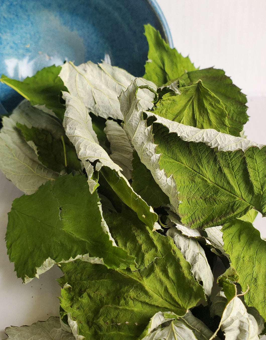 Red Raspberry Leaf (Rubus idaeus)