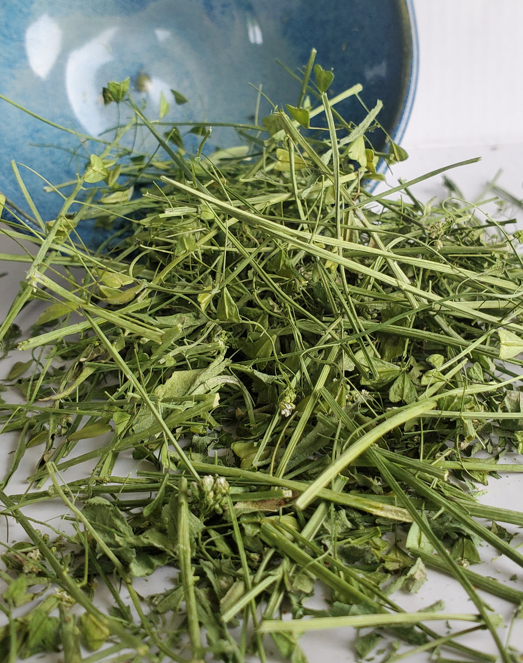 Shepard's Purse (Capsella bursa-pastoris)