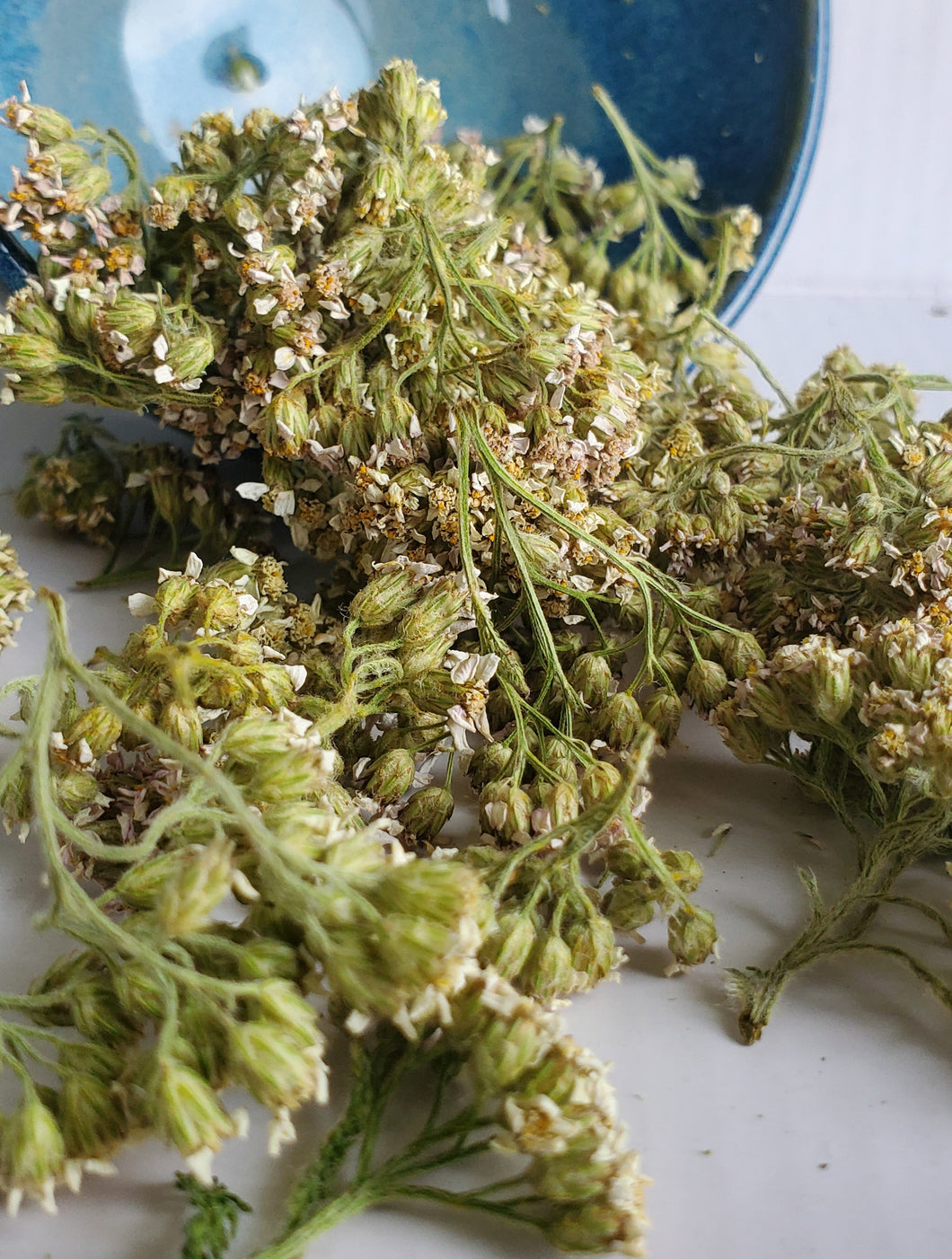 Yarrow Flowers (Achillea millefolium)