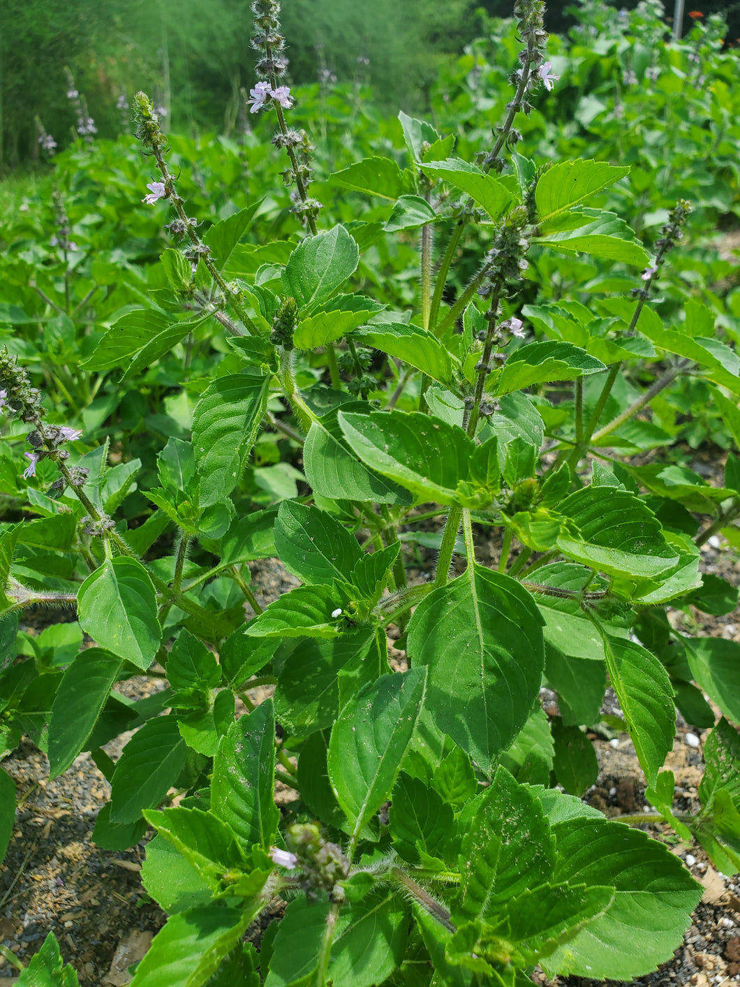 Tulsi Basil (Ocimum tenuiflorum)