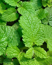 Load image into Gallery viewer, Lemon Balm (Melissa officinalis)
