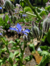 Load image into Gallery viewer, Borage Flowers and Leaves (Borago officinalis)
