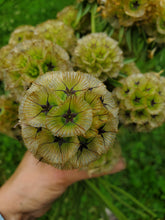 Load image into Gallery viewer, Scabiosa Stellata Dried Pods

