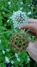 Load image into Gallery viewer, Scabiosa Stellata Dried Pods
