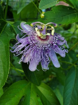Passionflower Leaf/Vine/Flower (Passiflora incarnata)