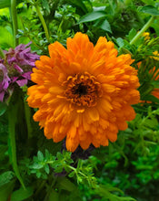 Load image into Gallery viewer, Calendula Flowers (Calendula officinalis)
