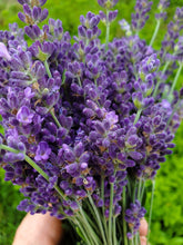 Load image into Gallery viewer, Dried Lavender Bundle
