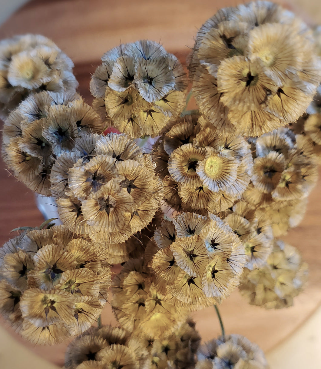 Scabiosa Stellata Dried Pods