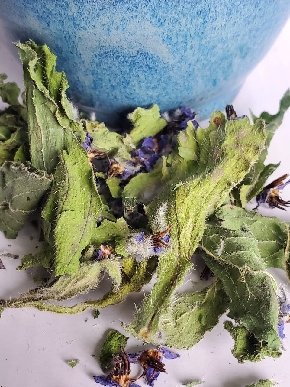 Borage Flowers and Leaves (Borago officinalis)