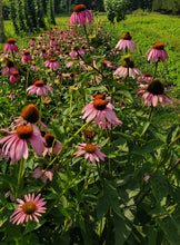 Load image into Gallery viewer, Echinacea Flower Petals (Echinacea purpurea)
