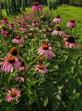 Load image into Gallery viewer, Echinacea Whole Flowers and Leaves (Echinacea purpurea)
