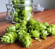 Load image into Gallery viewer, Hops (Humulus Lupulus &#39;Cascade&#39;)
