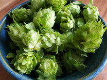 Load image into Gallery viewer, Hops (Humulus Lupulus &#39;Cascade&#39;)
