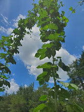 Load image into Gallery viewer, Hops (Humulus Lupulus &#39;Cascade&#39;)
