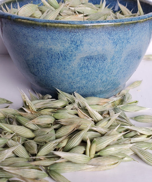 Dried Milky Oat Tops (Avena sativa)