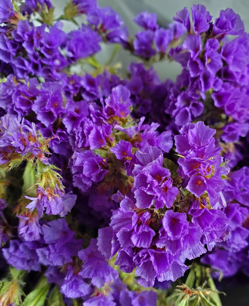 Dried Statice Flowers